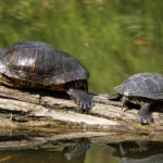 Las tortugas abandonadas amenazan el marjal de Gandia