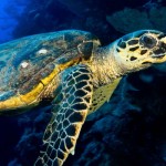 Using Scientific Echo Sounders to Conduct Census of Turtle Populations