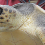 Nou projecte de marcatge i seguiment via satèl•lit de tortugues babaues
