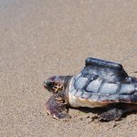 Nou projecte per a protegir a la tortuga babau, en perill d’extinció