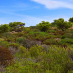 Ecohydrological-Based Forestry Ideal for Mediterranean Forest Management