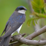 House Martins, Swifts and Swallows: Natural and Cultural Resource of Our Towns and Villages