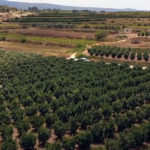 Smart Irrigation for Citrus Crops